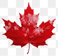 PNG Canada maple plant leaf. 