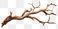 PNG Wood driftwood branch tree. 