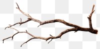 PNG Wood branch antler tree. .