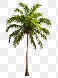 PNG Palm plant tree  