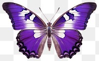 PNG Purple Emperor Butterfly butterfly insect animal. 