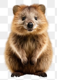 PNG Quokka wildlife raccoon mammal. 