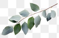 PNG Eucalyptus plant leaf tree. 