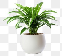 PNG Pot plant leaf vase  