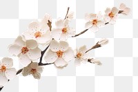 PNG White cherry blossom flower petal plant. 