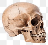PNG Human skull white background anthropology sculpture. 