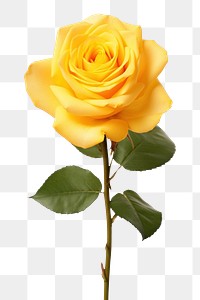 PNG Yellow rose flower petal plant. 