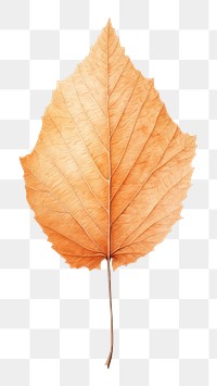 PNG Birch leaf plant tree white background. AI generated Image by rawpixel.