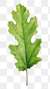 PNG White oak leaf plant green tree. AI generated Image by rawpixel.