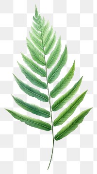 PNG Chamaedorea elegans leaf drawing plant green. 