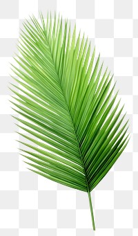 PNG Coconut palm leaf green plant tree. 