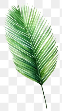 PNG Coconut palm leaf green plant tree. 