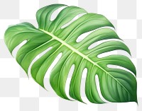 PNG Monstera leaf plant white background xanthosoma. AI generated Image by rawpixel.