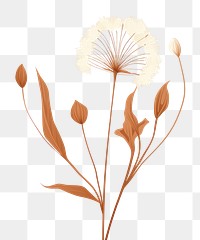 PNG Dried flower plant fragility blossom. 