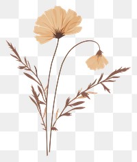 PNG Dried flower pattern drawing sketch. 