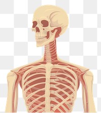 PNG Anatomy skeleton science sketch. 