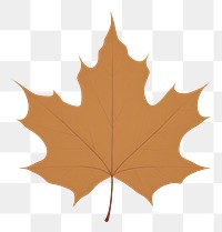 PNG Autumn leaf backgrounds plant tree. AI generated Image by rawpixel.
