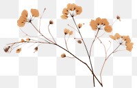 PNG Dried flower plant illustrated freshness. 