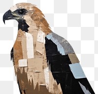 PNG Hawk art painting animal. 