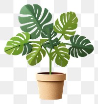 PNG Plant leaf white background houseplant. 