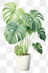 PNG Monstera obliqua plant leaf white background. AI generated Image by rawpixel.