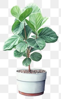 PNG Ficus Lyrata plant bonsai leaf. 