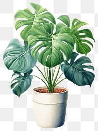 PNG Plant leaf white background houseplant. AI generated Image by rawpixel.