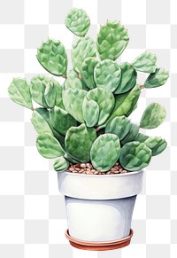 PNG Opuntia plant cactus white background houseplant. 