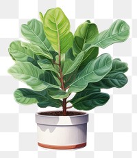 PNG Plant leaf white background houseplant. AI generated Image by rawpixel.