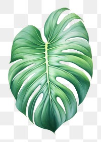 PNG Monstera leaf plant white background xanthosoma. AI generated Image by rawpixel.