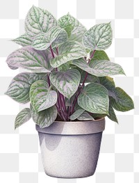 PNG Hypoestes plant leaf houseplant. 