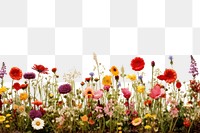 PNG Flower field landscape outdoors blossom. AI generated Image by rawpixel.