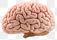 PNG Brain white background outdoors medical. AI generated Image by rawpixel.