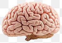 PNG Brain white background outdoors medical. 