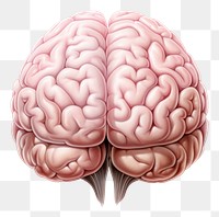 PNG Brain anatomy drawing  