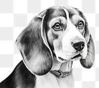 PNG Beagle Dog drawing animal beagle. 