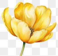 PNG Watercolor flower tulip yellow petal. AI generated Image by rawpixel.
