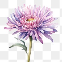 PNG Watercolor flower aster dahlia plant. 