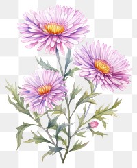 PNG Watercolor flower aster plant daisy