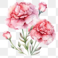 PNG Watercolor flower carnation plant rose. 