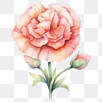PNG Watercolor flower carnation plant rose. AI generated Image by rawpixel.
