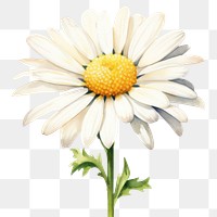 PNG Watercolor flower daisy petal plant. AI generated Image by rawpixel.