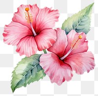 PNG Watercolor flower hibiscus plant inflorescence. 