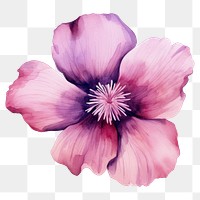 PNG Watercolor flower blossom petal plant. 