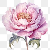 PNG Watercolor flower blossom plant peony. 