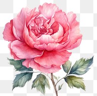 PNG Watercolor flower plant peony rose. 