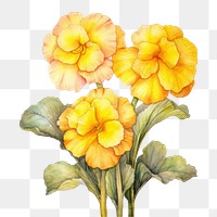 PNG Watercolor flower petal plant inflorescence. AI generated Image by rawpixel.