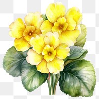 PNG Watercolor flower plant petal. AI generated Image by rawpixel.
