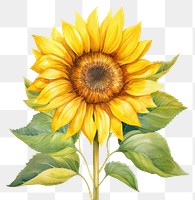 PNG Watercolor flower sunflower plant inflorescence. 