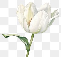 PNG Watercolor tulip blossom flower. 